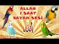 ALLAH ses kaydı muhabbet kuşu ve papağan konuşturma ALLAH sesi 1 saat kadın sesi