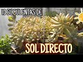 Estas SUCULENTAS deben de estar en sol directo | cattu