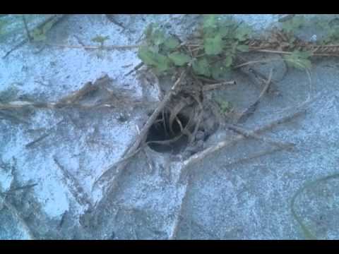 jacksonville beach golf course Sea turtle hatchlings emerging at Little Talbot Island State Park