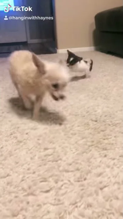 Little Lucie Springing Around Luckie