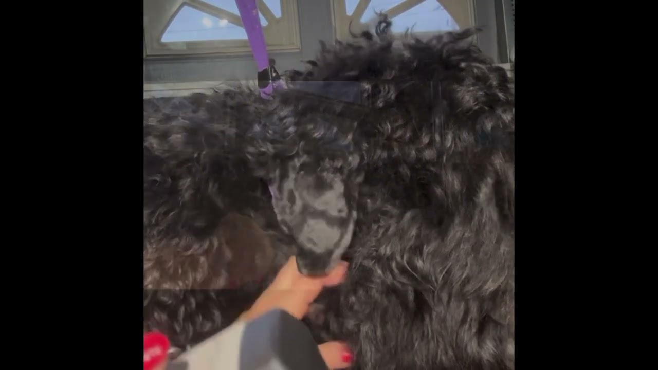 Grooming Black Russian Terrier puppy - grooming at-home pet cut for BRT