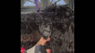 Grooming Black Russian Terrier puppy  grooming athome pet cut for BRT