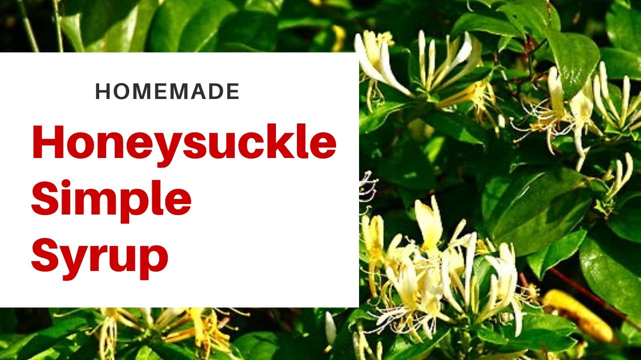 How to Make Honeysuckle Syrup Start to Finish YouTube