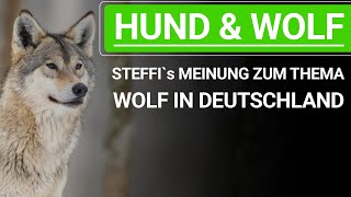 🐕🐶 Hund und Wolf ➡️ Stephanie Salostowitz Meinung zum Thema Wolf in Deutschland 🐕🐶✔️ by Stephanie Salostowitz - Online Hundetraining 8,970 views 4 months ago 32 minutes