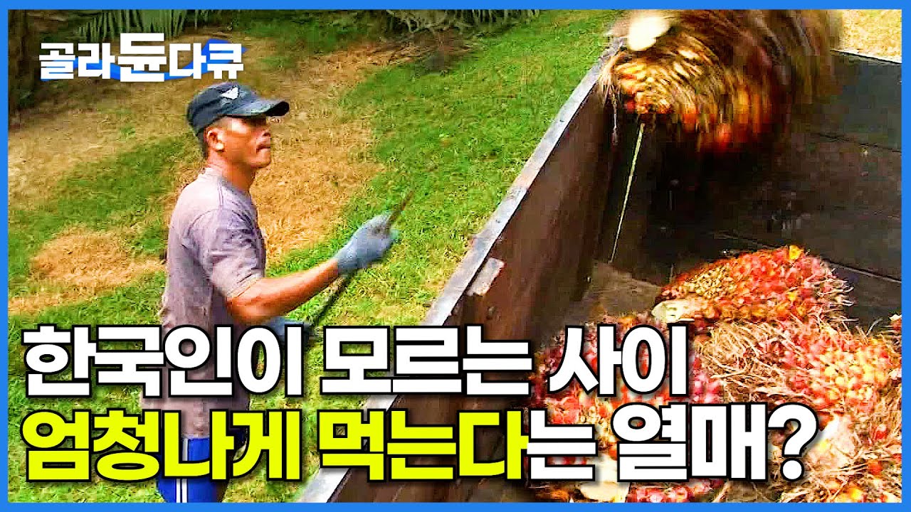 한국인은 자신도 모르는 사이에 이 열매 흡입 중?│라면에 꼭 들어가는 팜유│서울 면적 5배 ! 엄청난 크기의 말레이시아 팜나무 농장│극한직업│#골라듄다큐