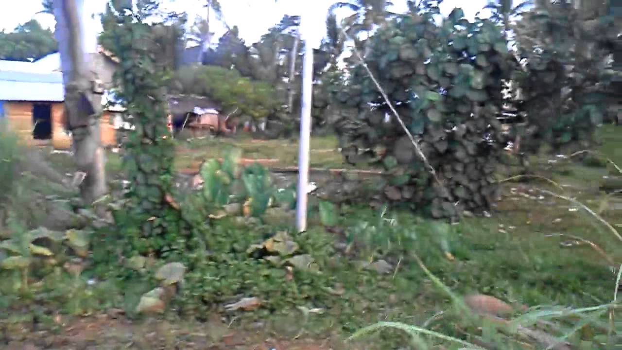 3500 square meter Farmland for Sale in Carigara, Leyte YouTube