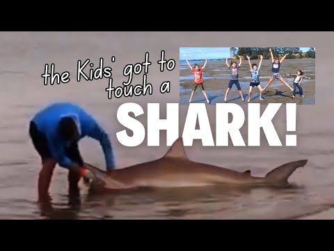Touching a SHARK at Grahams Beach