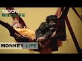 Meeting The Naughtiest Chimp | Monkey Life | S2E01 | Beyond Wildlife