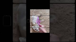 Fennec fox จิ้งจอกทะเลทราย - Noah&#39;s Exotic Wildlife