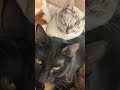 michis #catlife #cat #spanishcatholic #catshorts #kitten #cute #art #catstory #cutecat #michis