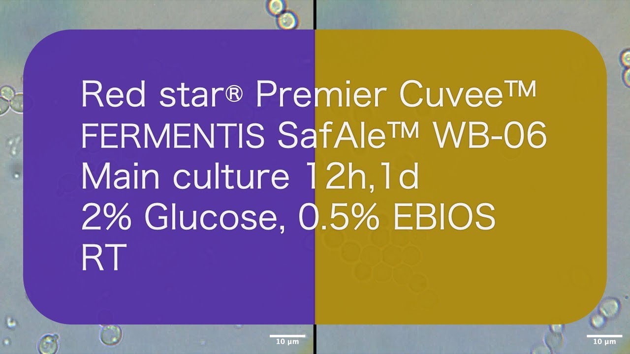 [PCv,WB-06_Liquid_12h,1d] Premier Cuvee™,SafAle™ WB-06_Main culture 12h,1d_2% Glucose, 0.5% EBIOS_RT
