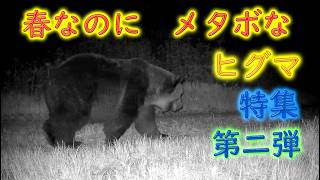春なのに　メタボなヒグマ　特集第二弾　Brown Bear Trail camera　メスを追うオスグマ　Hunting camera　北海道ヒグマチャンネル　ヒグマ　羆　トレイルカメラ