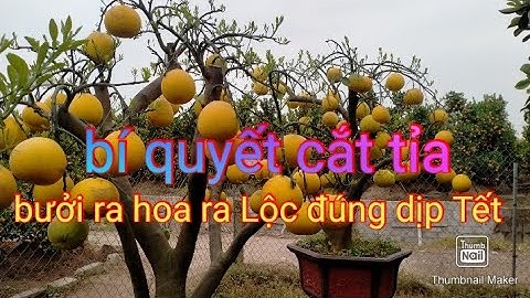 bưởi cảnh, bưởi Tết 2021 - 2022 bưởi đẹp