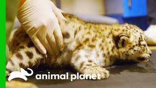 Snow Leopard Cub Starts Physical Therapy to Help Her Learn to Walk