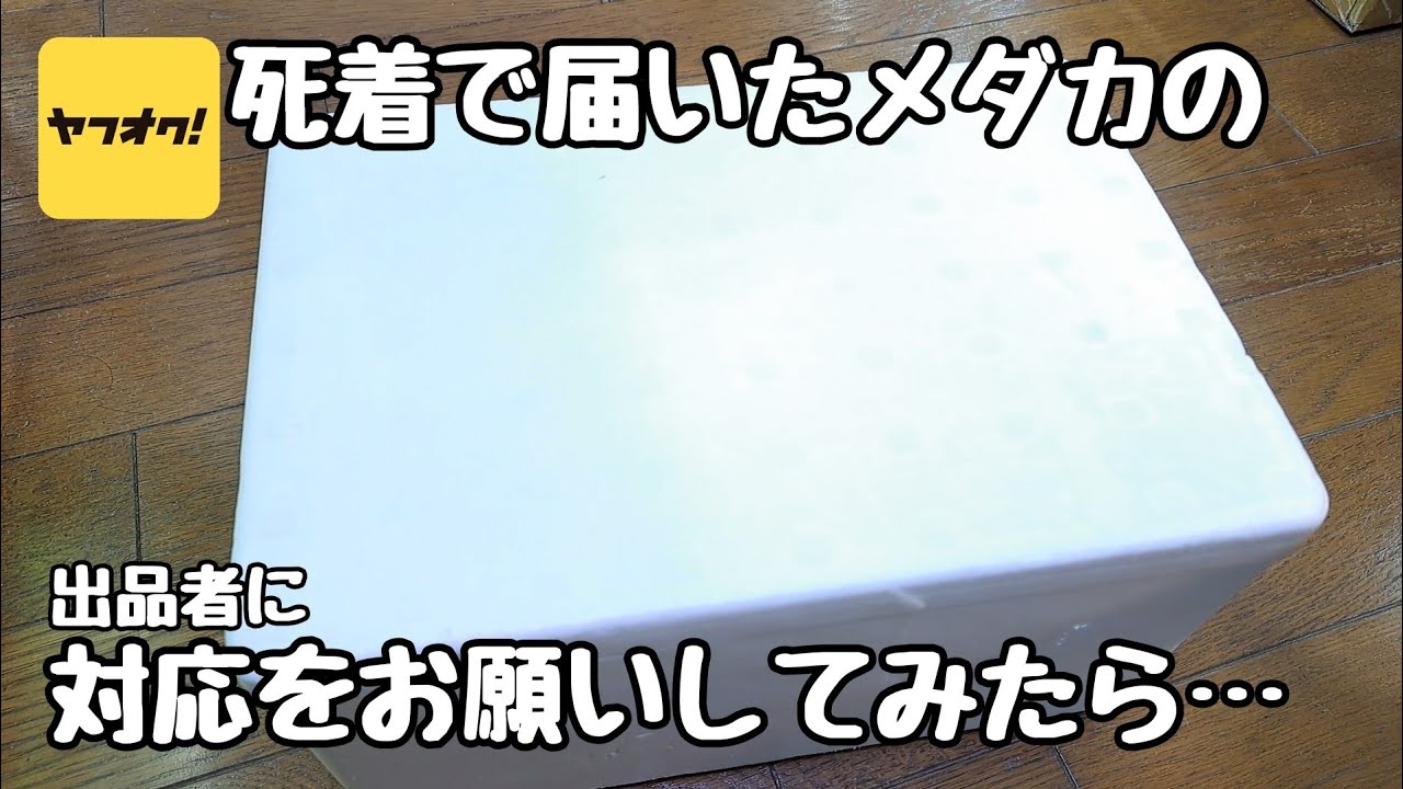 I asked for help with a dead killifish that arrived on Yahoo