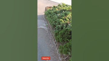 Dandelion flower dust looks like a snow fall ❄️# viral #snow #tending