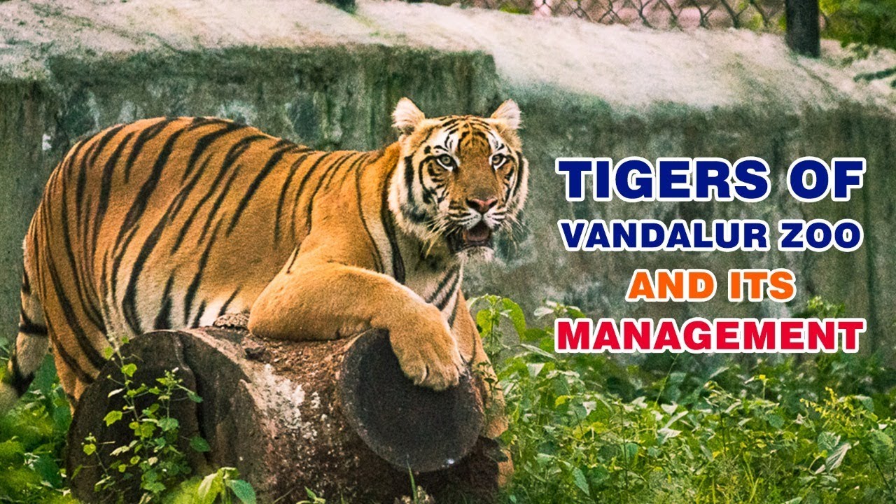 Vandalur zoo animals list