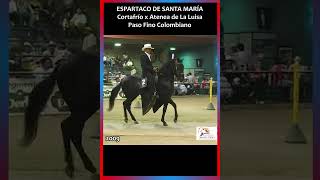 ESPARTACO DE SANTA MARIA 2009 #pasofino #pasofinohorse #horse #caballos