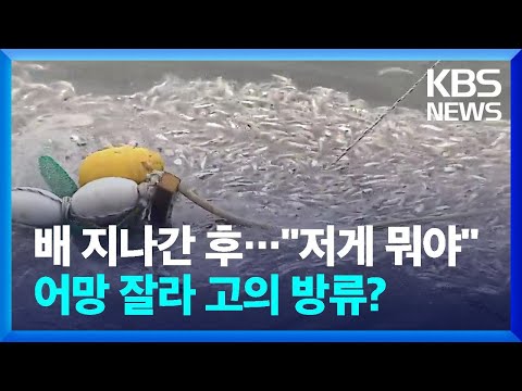 &amp;quot;<strong>어망</strong> 잘라 고의로 방류?&amp;quot;…&amp;#39;정어리 폐사&amp;#39; 원인 조사 난항 / KBS  2022.10.05.