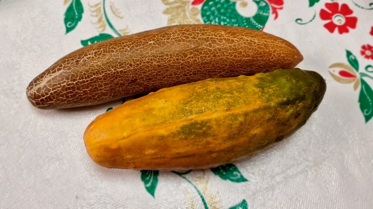 НЕ выбрасывай 🥒СЕМЕНИКИ ОГУРЦОВ сделай 👍ОМОЛАЖИВАЮЩИЮ МАСКУ для КОЖИ ЛИЦА @obovsemsmarusya