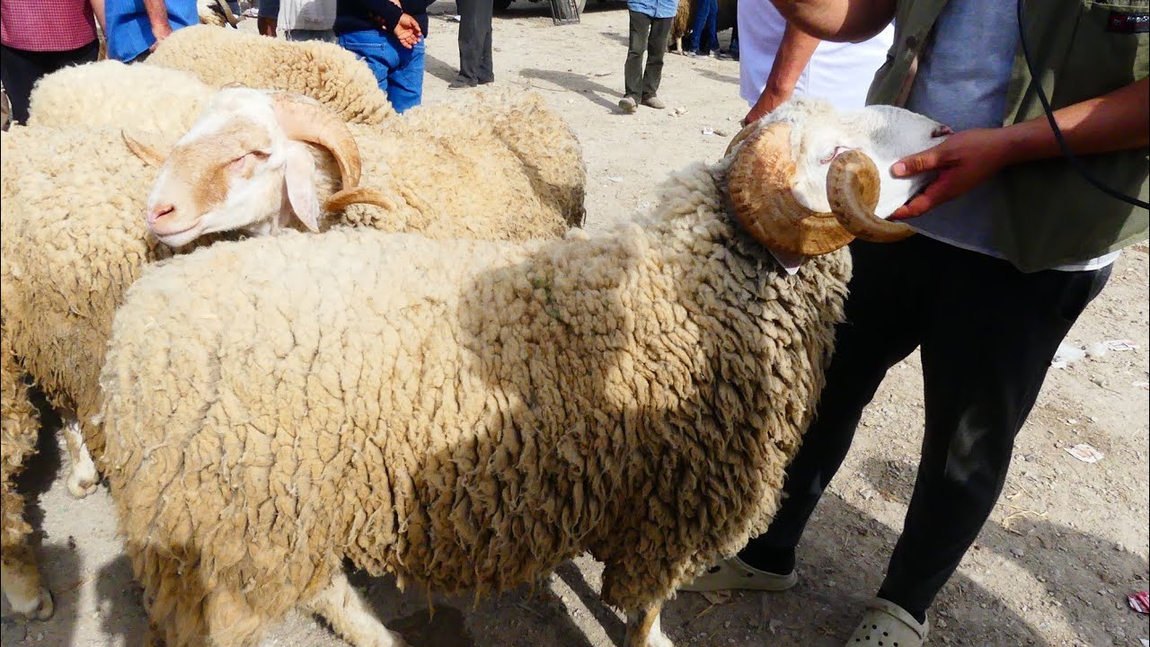 أجمل و أحسن الأنواع في علوش العيد السنة 2025