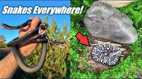 I Flipped Rocks and Found More Snakes Than I Expected!