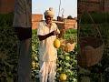 Indian Farmer’s Amazing Desi Jugaad for Harvesting Melons 🍈#story #shorts #funny #emotional #story