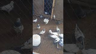 high flyer pigeons breeder pairs 2022 | village life with ansar tiwana