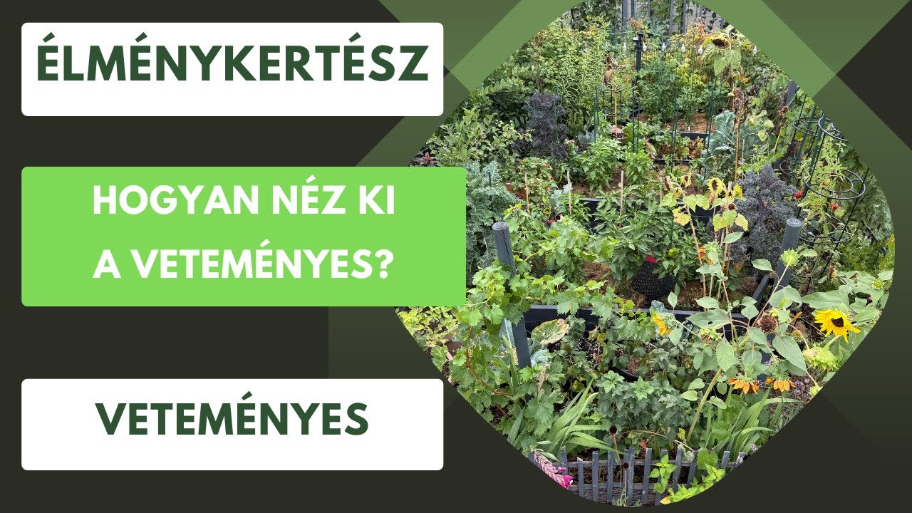 Miért éri meg egy veteményeskert?🏡 Veteményes túra augusztusban🫑🍅🥒