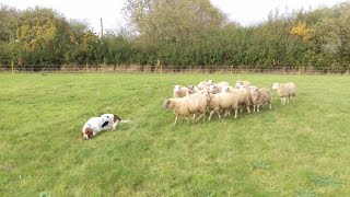 Basset Hound Is Unlikely Sheep Dog