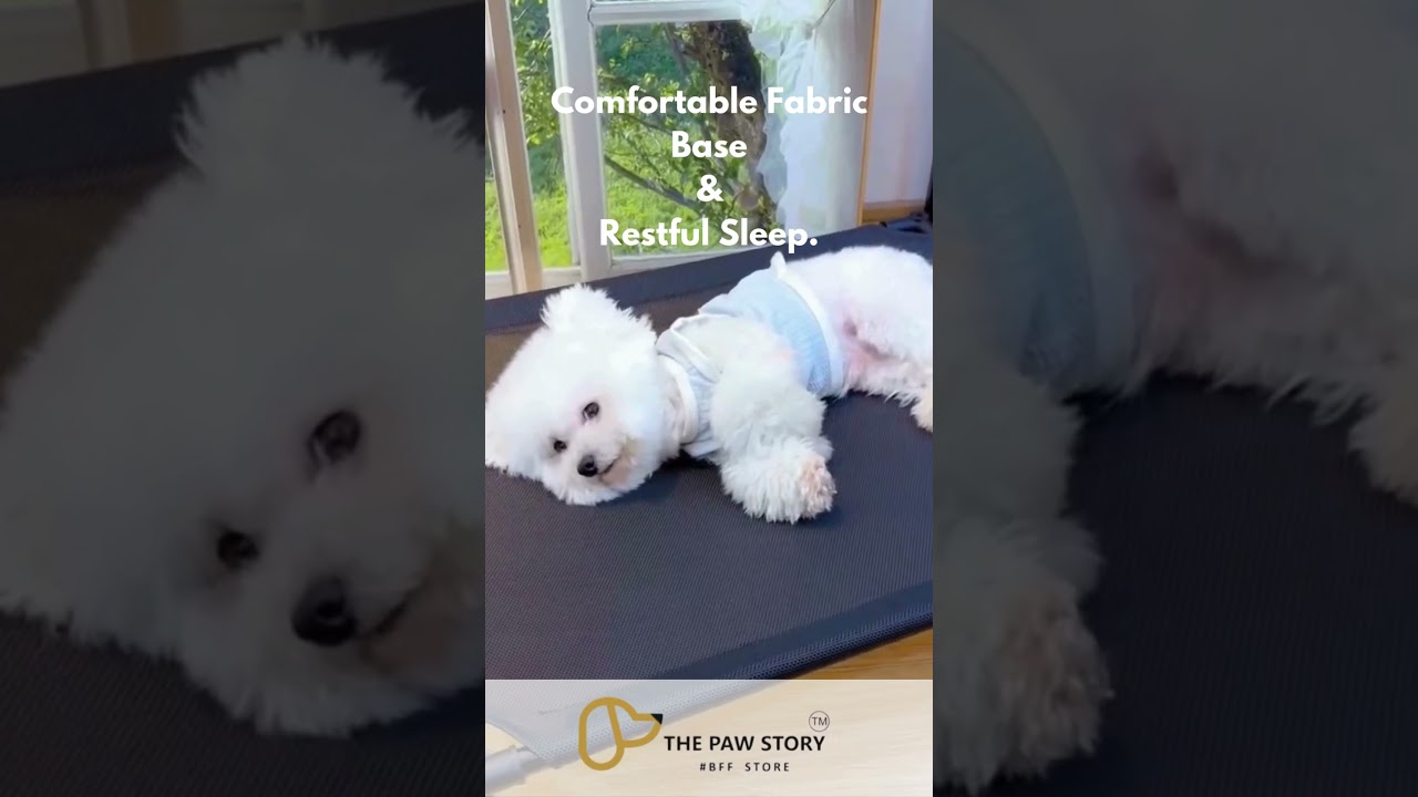 The Ultimate Pet Bed? 🛏️ Metal Bed for Dogs & Cats | The Paw Story