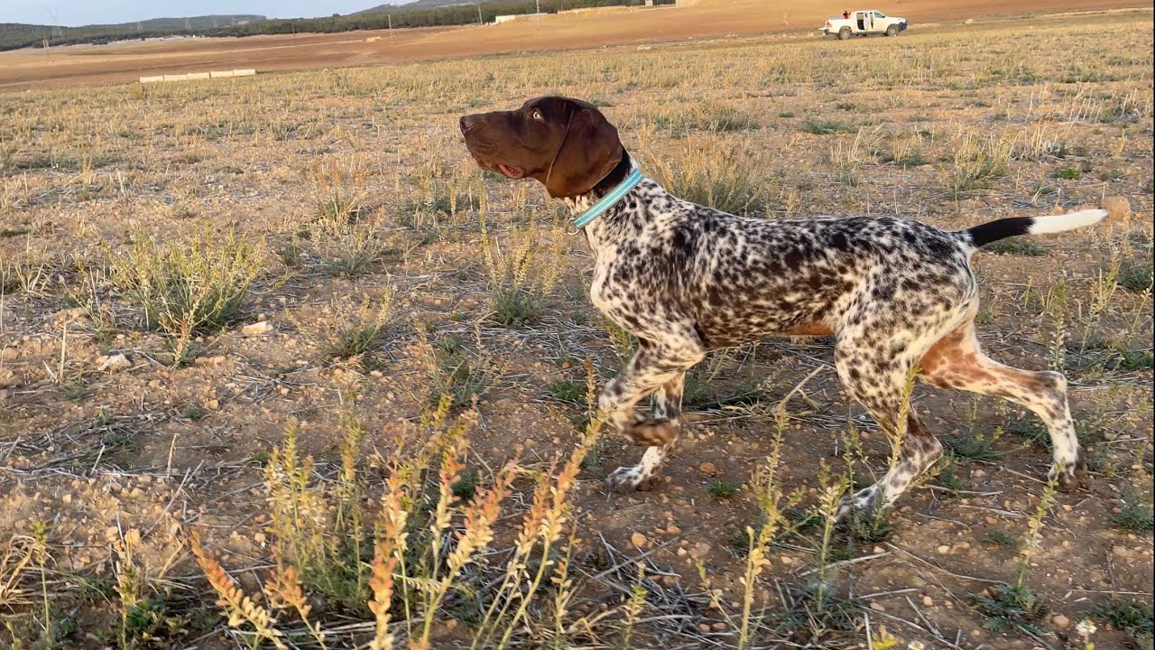 #German_shorthaired_pointer #Braque_Allemand #البراك #الالماني ##نايا-RIO DU PARANA
