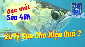Xử lý cá rồng đục mắt Sau 48h | Aquamax V | Hoàng Lam Arowana