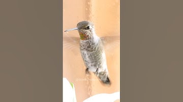 Subscribe for new daily hummingbird videos #hummingbird