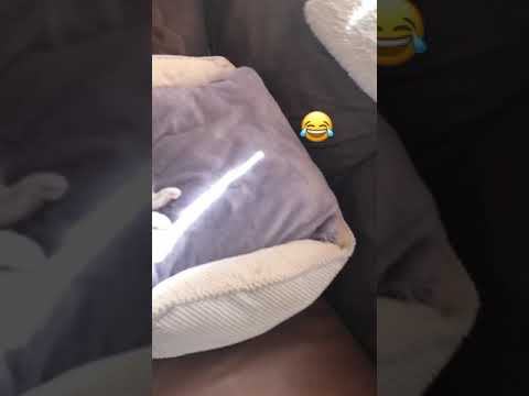 قطوطه مقطقطه عايشه سلطانه زمانها مين قدك في نومه