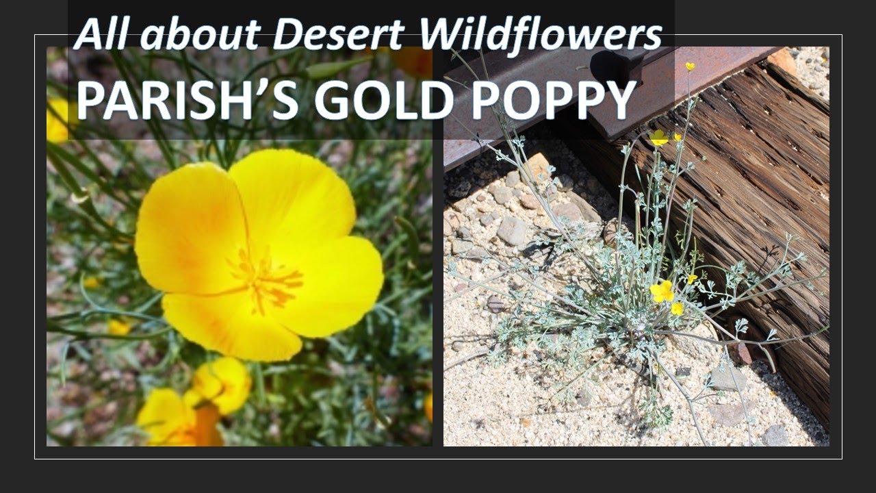 PARISH'S GOLD POPPY Eschscholzia parishii, California Desert Superbloom at Anza-Borrego