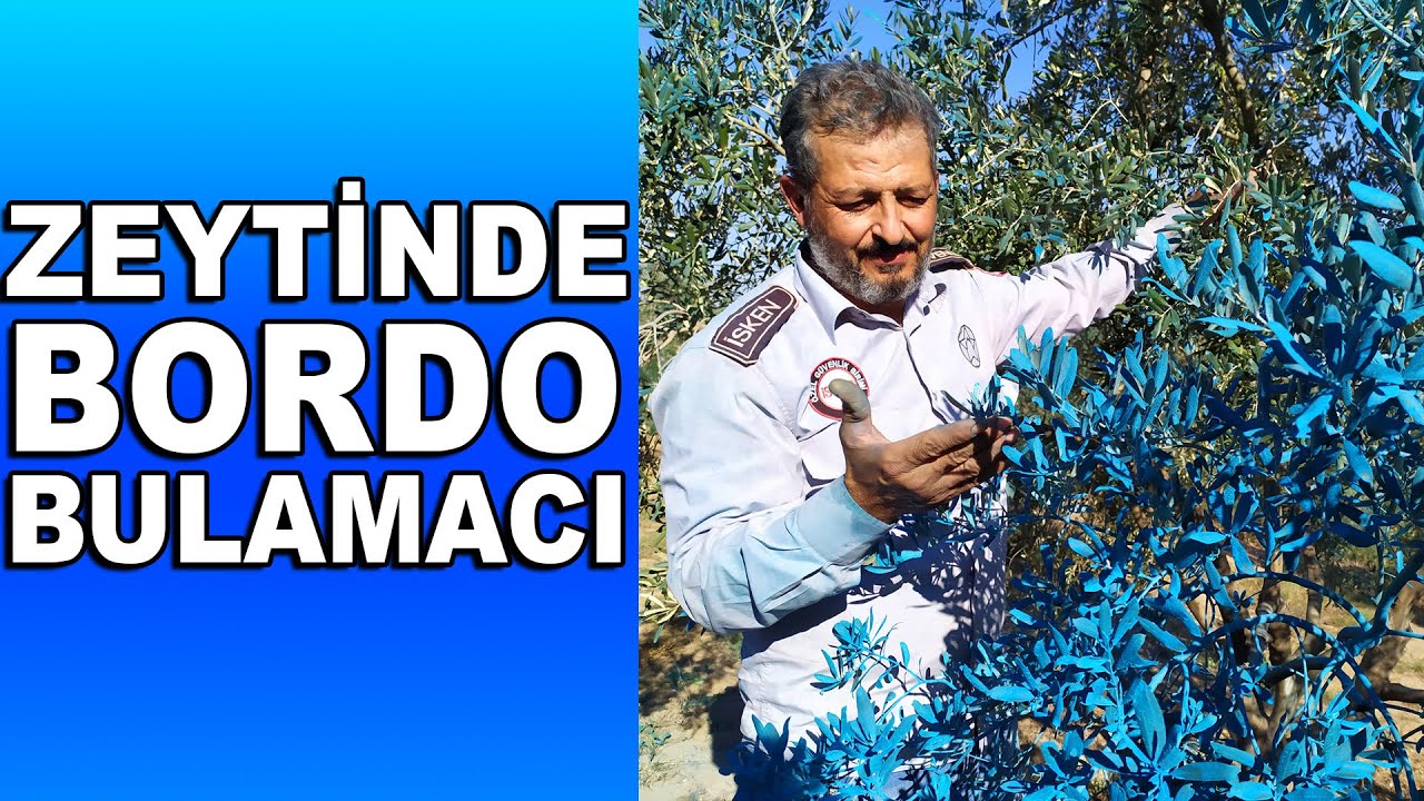 Akdeniz Bölgesinde Zeytinde Halkalı Leke Mücadelesi || Bordo Bulamacı