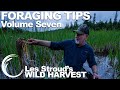 Wild Harvest Foraging Tips   Vol 7