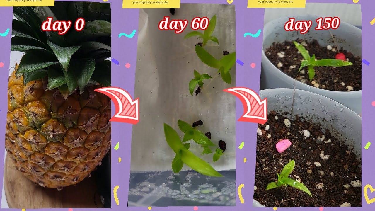 먹고남은 파인애플 씨앗으로 파인애플 키우기. how to grow pineapple with leftover pineapple