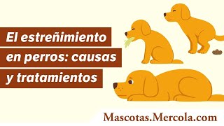 El estreñimiento en perros: causas y tratamientos