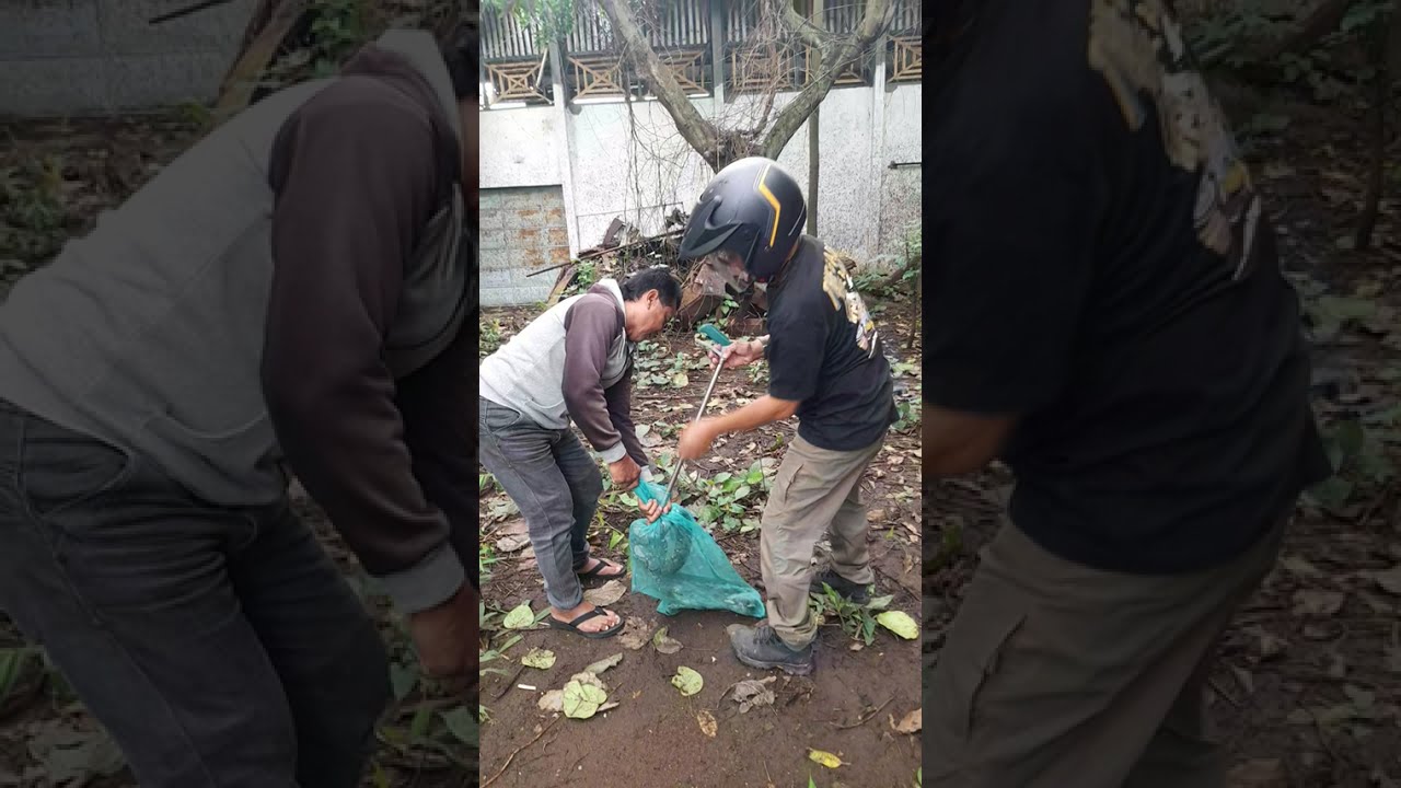 Mencari ular penghuni rumah kosong yamg di huni ribuan kelelawar 