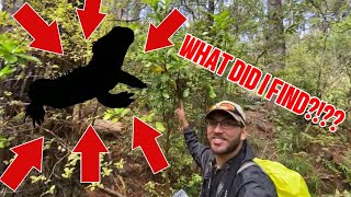 Searching for rare lizards in New Zealand!!!