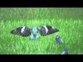 Чучело голубя-вяхерь - Mojo Pigeon