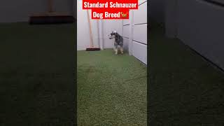 Standard Schnauzer Dog Breed #cutepuppy #doglover #dogbreed #adorabledog #dog #bully #shorts