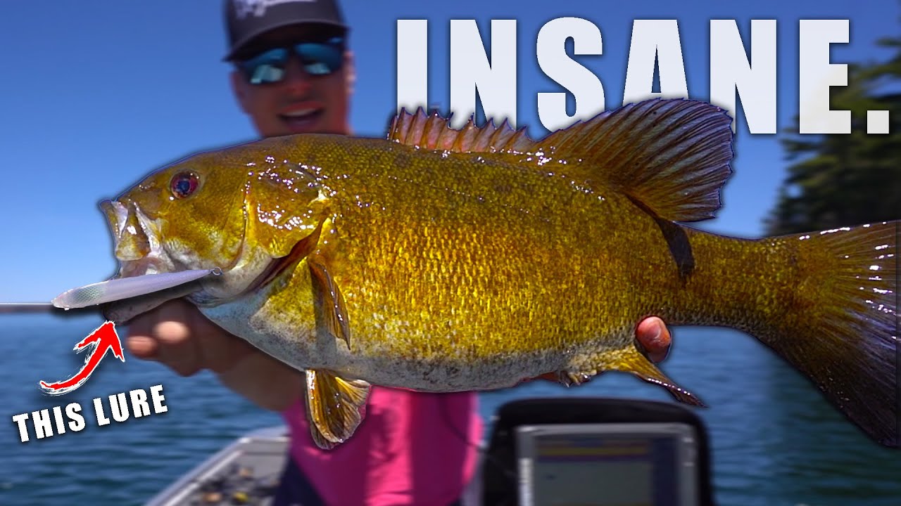 GIANT Bass Were DESTROYING This Lure! (BASS EVERY CAST)