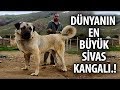Dünyanın En Büyük Köpeği - Gören Herkesi Korkutuyor
