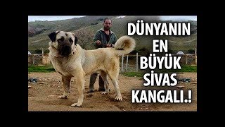 Dünyanın En Büyük Köpeği - Gören Herkesi Korkutuyor