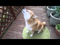 柴犬まるが吠える
