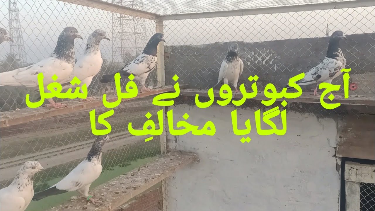 آج کبوتروں نے مخالفِ کا فل شغل لگایا 😜