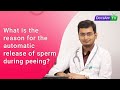 What Is The Reason For The Automatic Release Of Sperm During Peeing AsktheDoctor 
